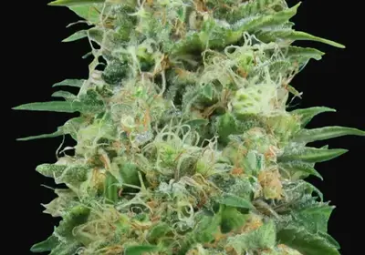 White Widow CBD