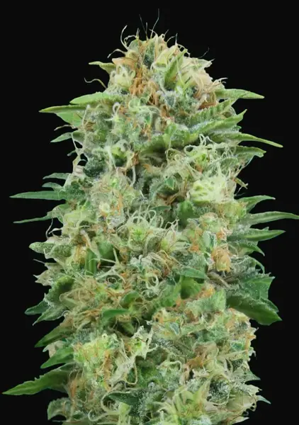 White Widow CBD
