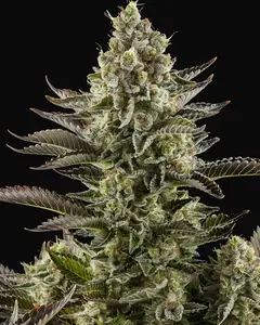 White Widow