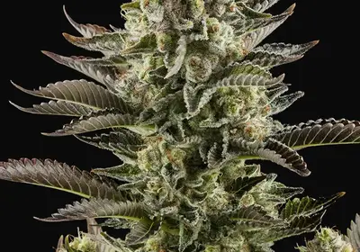 White Widow