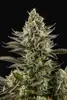 White Widow