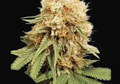 White Widow