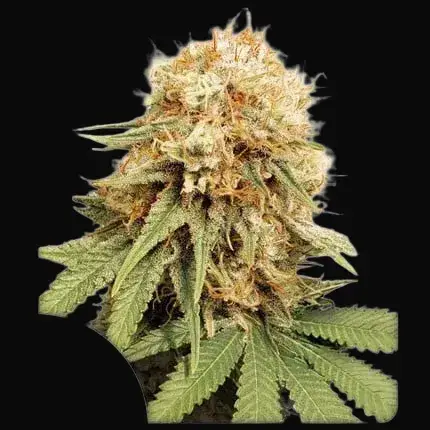 White Widow