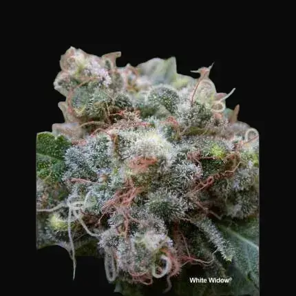 White Widow — zdjęcie 2