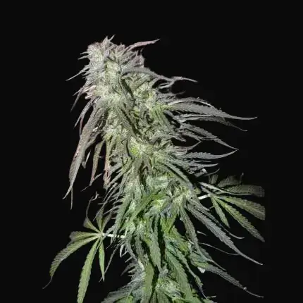 White Widow — zdjęcie 5