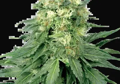 White Widow Feminized