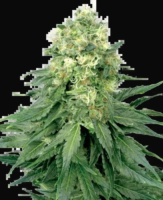 White Widow Feminized