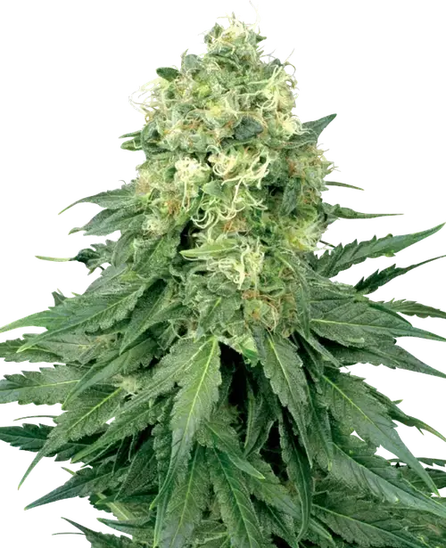White Widow Feminized