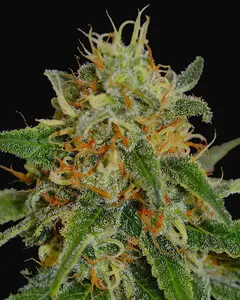 White Widow