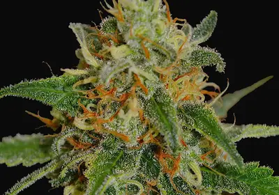 White Widow