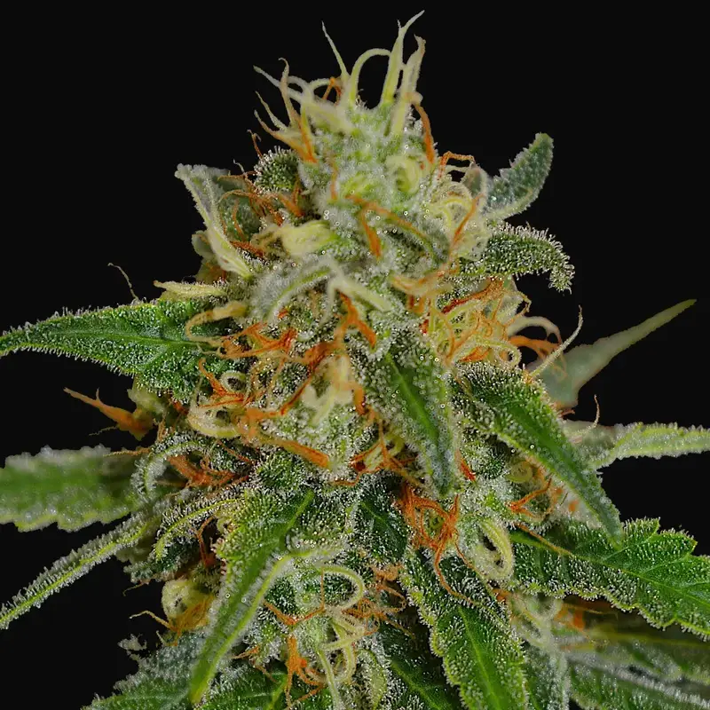 White Widow