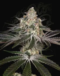 White Widow
