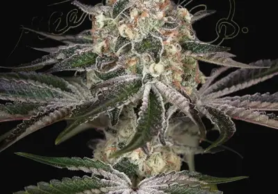 White Widow