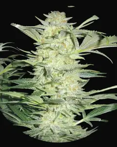 White Widow
