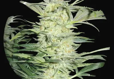 White Widow