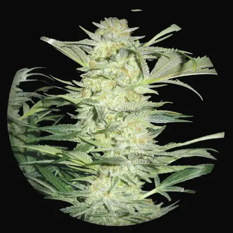 White Widow