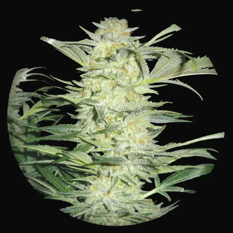 White Widow
