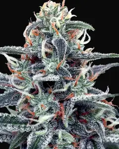 White Widow