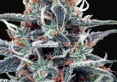 White Widow