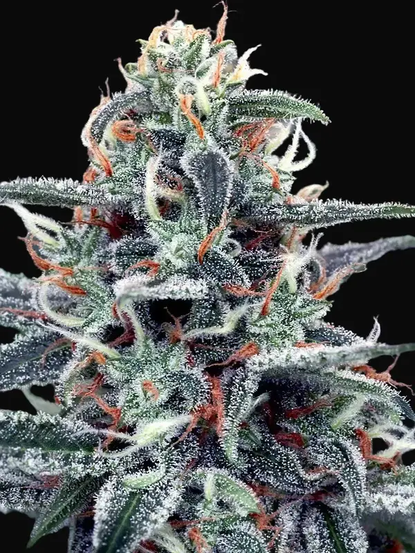 White Widow