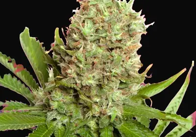 White Widow