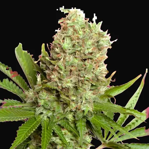 White Widow
