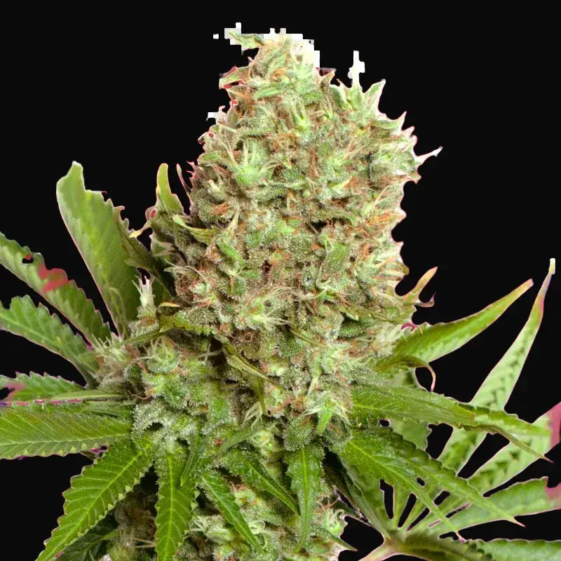 White Widow