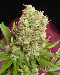 White Widow