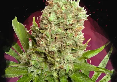 White Widow