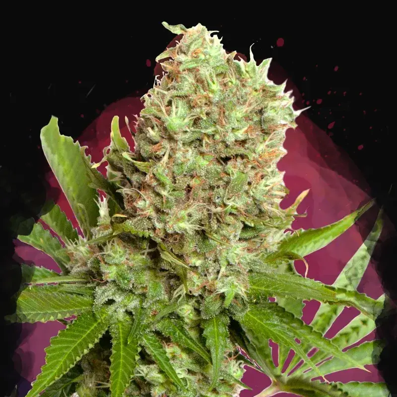 White Widow