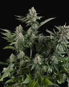 White Widow