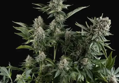 White Widow