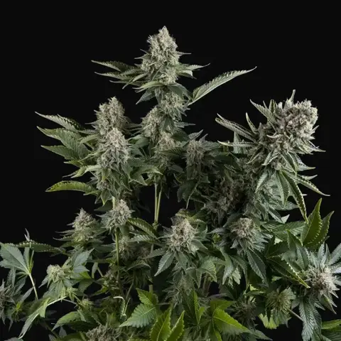 White Widow