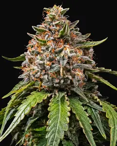 White Widow Regular