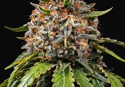 White Widow Regular