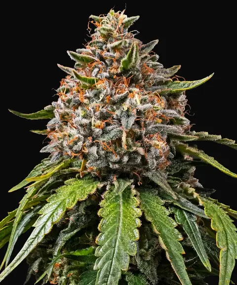 White Widow Regular