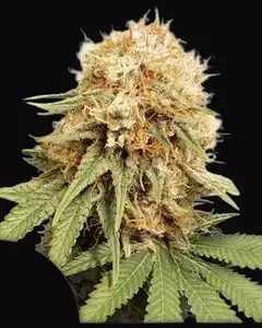 White Widow Regular