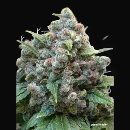 White Widow Regular — zdjęcie 2