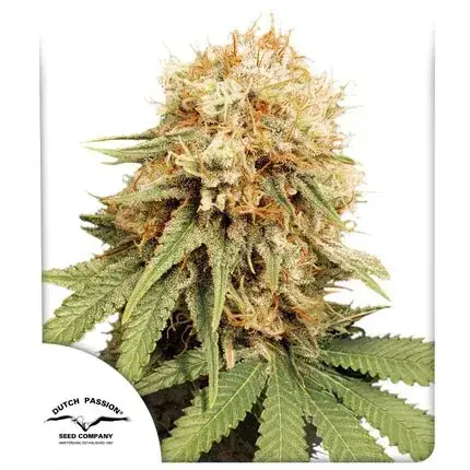 White Widow Regular