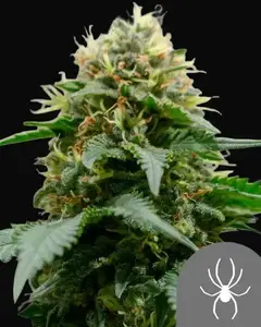 White Widow Regular