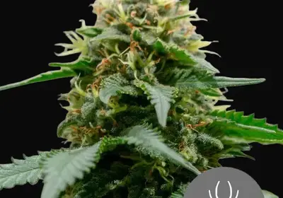 White Widow Regular