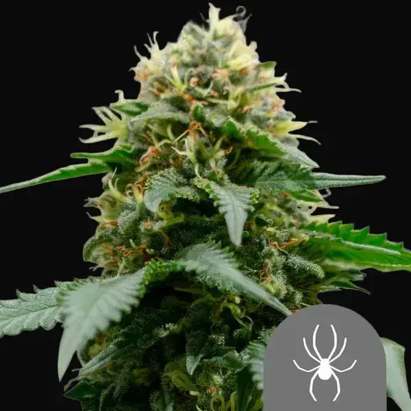 White Widow Regular
