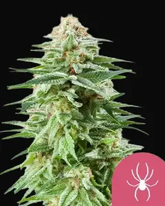 White Widow