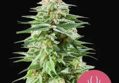 White Widow