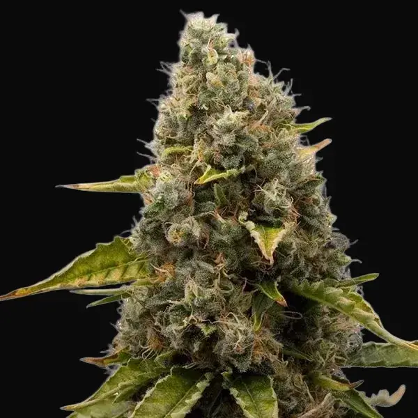 White Widow — zdjęcie 4