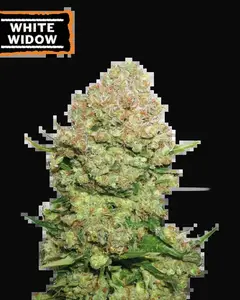 White Widow