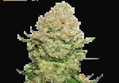 White Widow