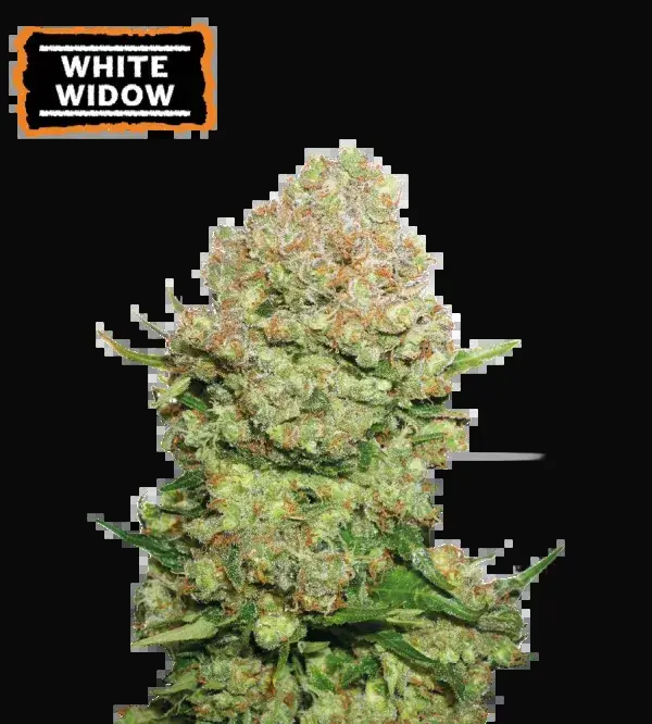 White Widow