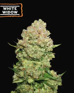 White Widow