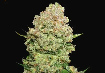 White Widow
